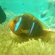 47- Poisson clown dans son anemone 